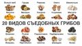 Грибы: Какие из них Можно Есть Сырыми