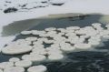 Ледяные блины на реках Якутии: как превращается мороз в природное искусство